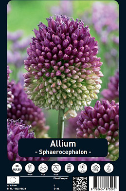 Allium Sphaerocephalon x20 5/6