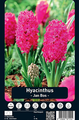 Hyacinthus Jan Bos x5 15/16