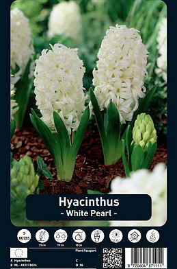 Hyacinthus White Pearl x5 15/16