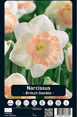 Narcissus British Gamble x5 14/16