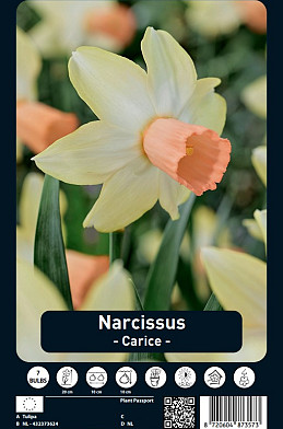 Narcissus Carice x7 12/14