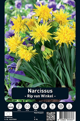 Narcissus Rip van Winkle x7 12/+