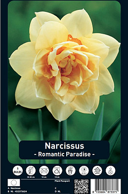 Narcissus Romantic Paradise x5 14/16