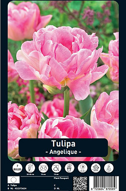 Tulipa Angelique x7 12/+