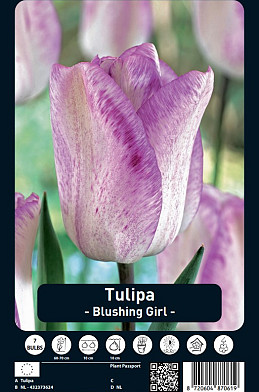 Tulipa Blushing Girl x7 12/+