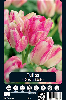 Tulipa Dream Club x7 12/+