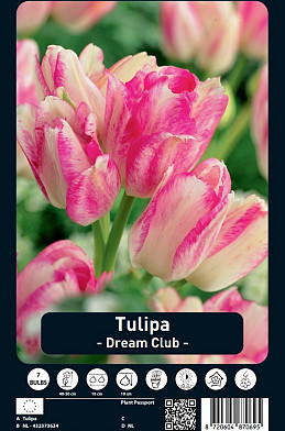 Tulipa Dream Club x7 12/+