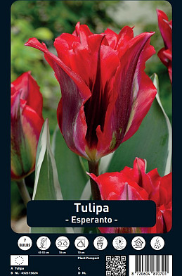 Tulipa Esperanto x7 12/+