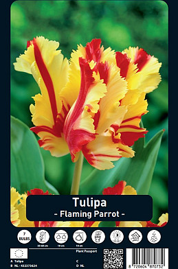 Tulipa Flaming Parrot x7 12/+