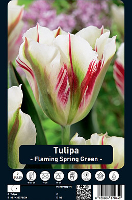 Tulipa Flaming Spring Green x7 12/+