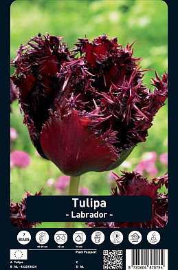 Tulipa Labrador x7 12/+