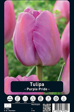 Tulipa Purple Pride x10 12/+