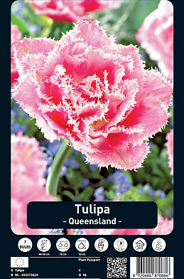 Tulipa Queensland x7 12/+