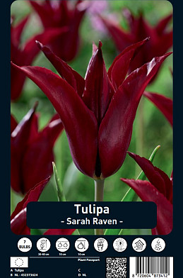 Tulipa Sarah Raven x7 12/+