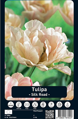 Tulipa Silk Road x7 12/+