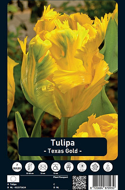 Tulipa Texas Gold x7 12/+