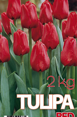 Tulp Seadov 2 kg 12/+