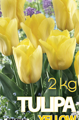 Tulp Strong gold  2 kg 12/+
