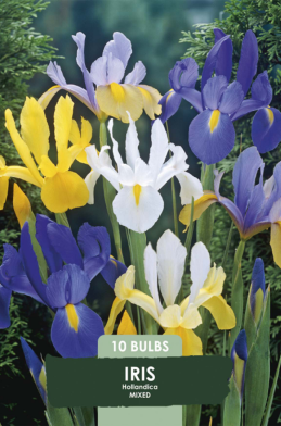 Iris Hollandica mixed x 10 8/9