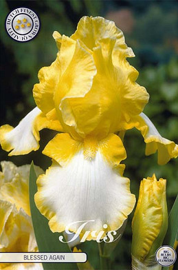 Iris Germanica Blessed Again x1 I I
