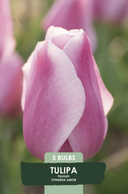 Tulipa Synaede Amor x5 10/11