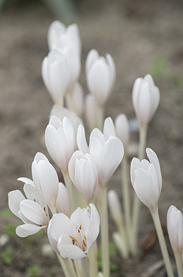 Autumnale Album 16/+