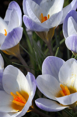 vernus blue ice  5/7