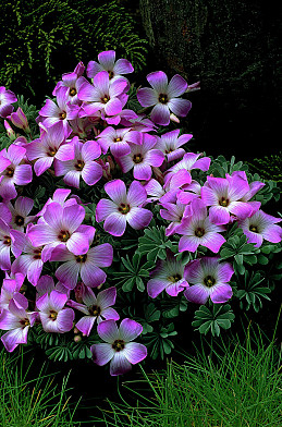 Adenophylla 6/+