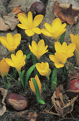 Lutea 12/+
