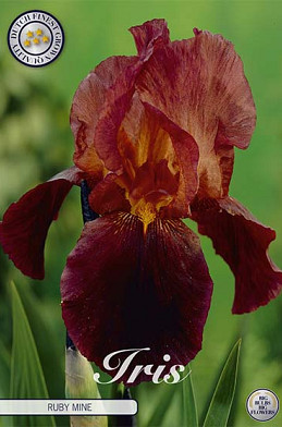 Iris Germanica Ruby Mine x1 I