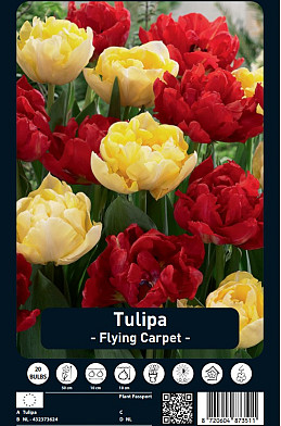 Tulipa Flying Carpet x20 12/+