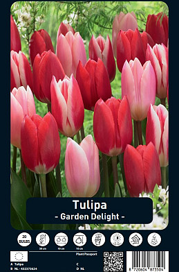 Tulipa Garden Delight x20 12/+
