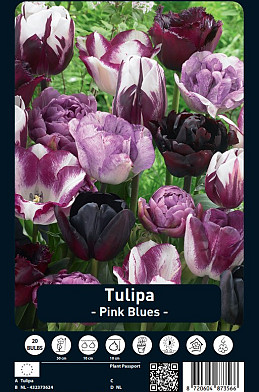 Tulipa Pink Blues x20 12/+