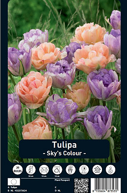 Tulipa Sky's Colour x20 12/+