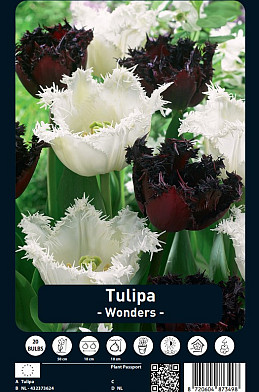 Tulipa Wonders x20 12/+