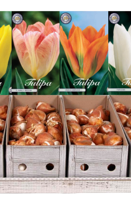 Fosteriana Tulips x 200 6 12/+