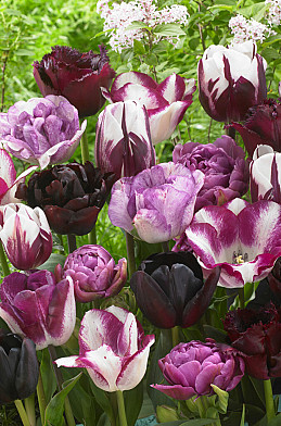 Tulipa Pink Blues 12/14