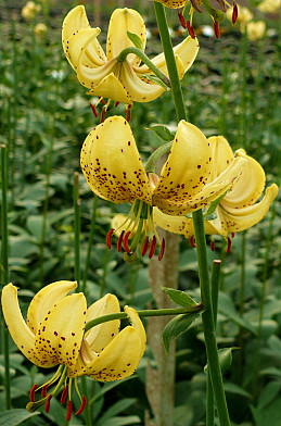 Tulipa/Narcissus Golden Morning 	12/+ 14/16 12+