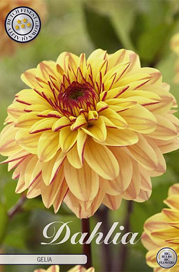 Dahlia Ball Gelia x 1 I I