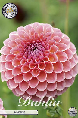 Dahlia Deco. Romance x1 l I