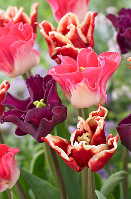 Tulipa Crown Garden 12/14