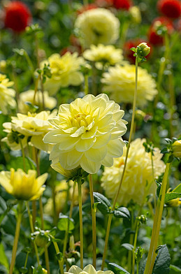 Glorie of Heemstede I