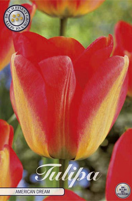 Tulp Darwin American Dream x10 12/+