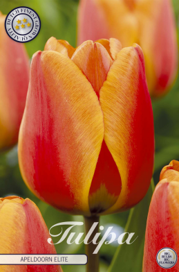 Tulp Darwin Apeldoorn Elite x10 12/+