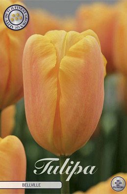 Tulp Triumph Bellville x10 12/+