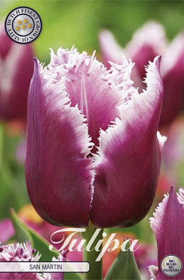 Tulp Fringed San Martin x7 12/+