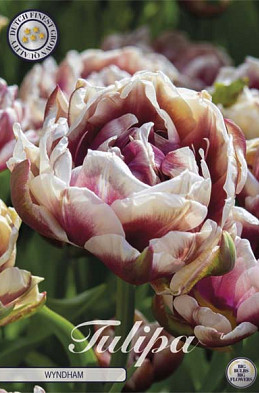 Tulp Double Late Wyndham x7 12/+