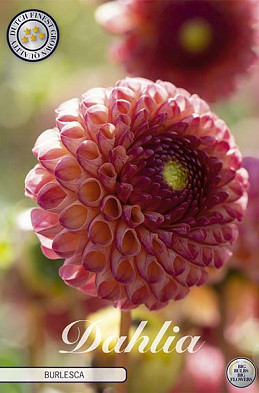 Dahlia Ball Burlesca x1 l .