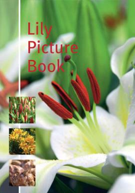Lily picture book