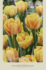 Dutch Craft